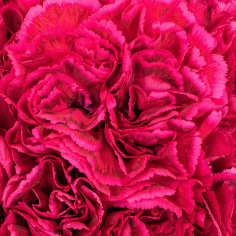 Magenta Carnation Flowers Up Close