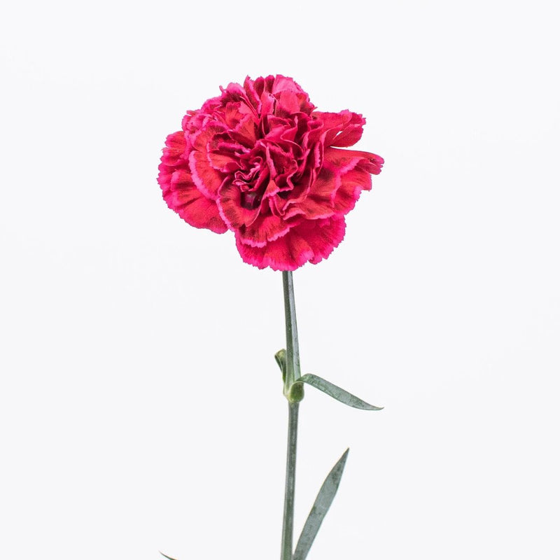 Magenta Carnation Flower Single Stem