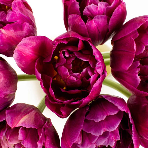 Purple Double Tulip Flower Bunch in Vase
