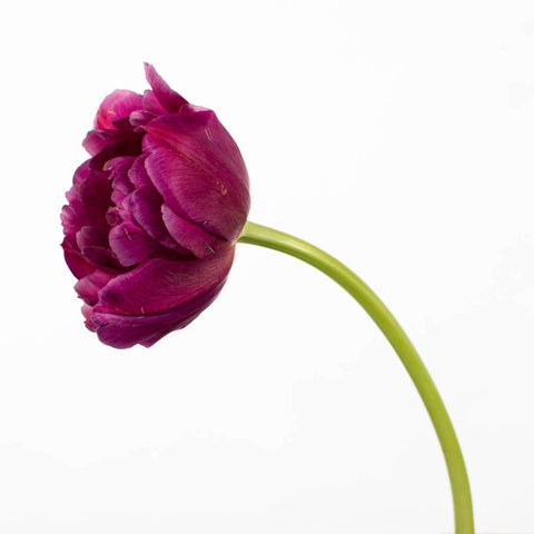 Magenta Double Tulip Flower Stem