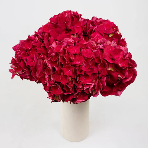 Magenta Hydrangeas Flower Bunch in Vase