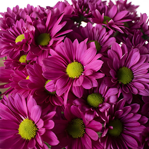 Magenta pinky purple daisy pom DIY wedding flowers