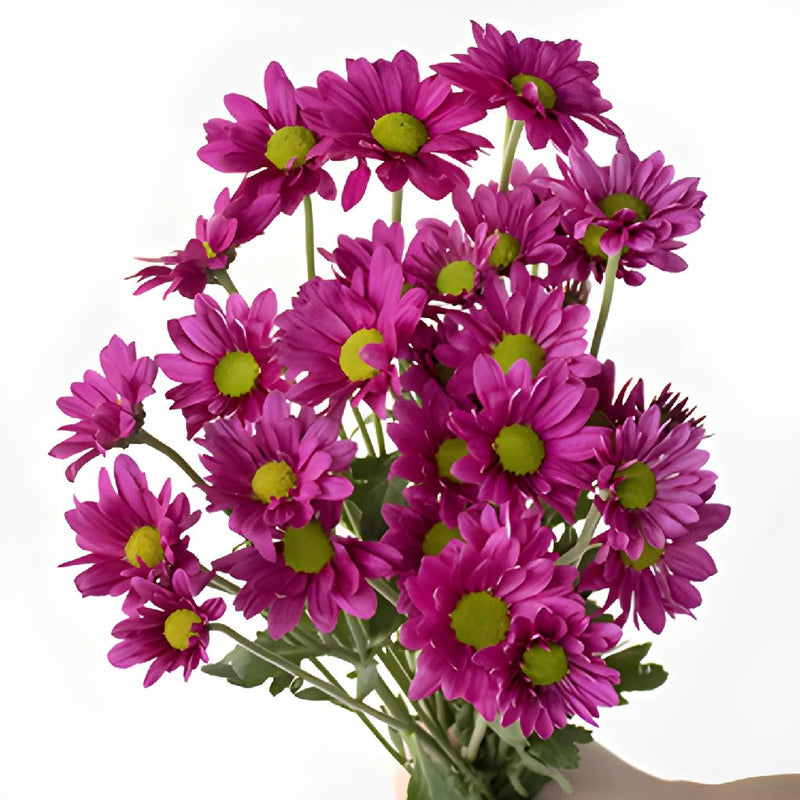 Magenta pinky purple daisy pom wholesale wedding flowers