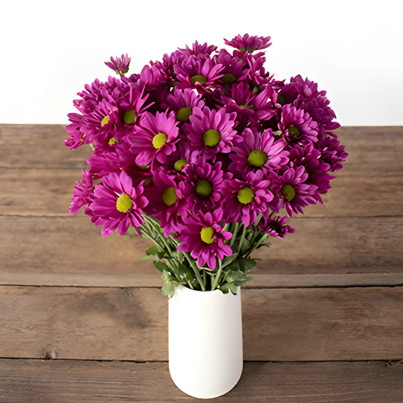 Magenta pinky purple daisy pom flowers for delivery