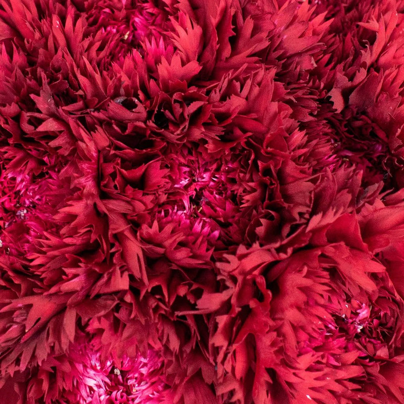 Magenta Red Purple Carnation Flower Up Close