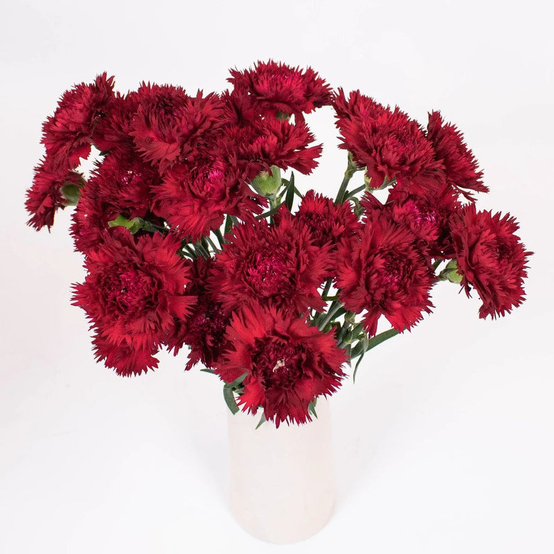 Magenta Red Purple Carnations Flower Bunch in Vase