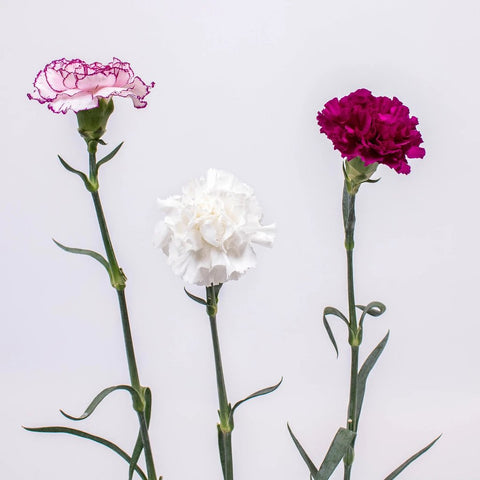 Magenta White Carnation Flower Stem