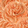 Peach Carnation Flowers