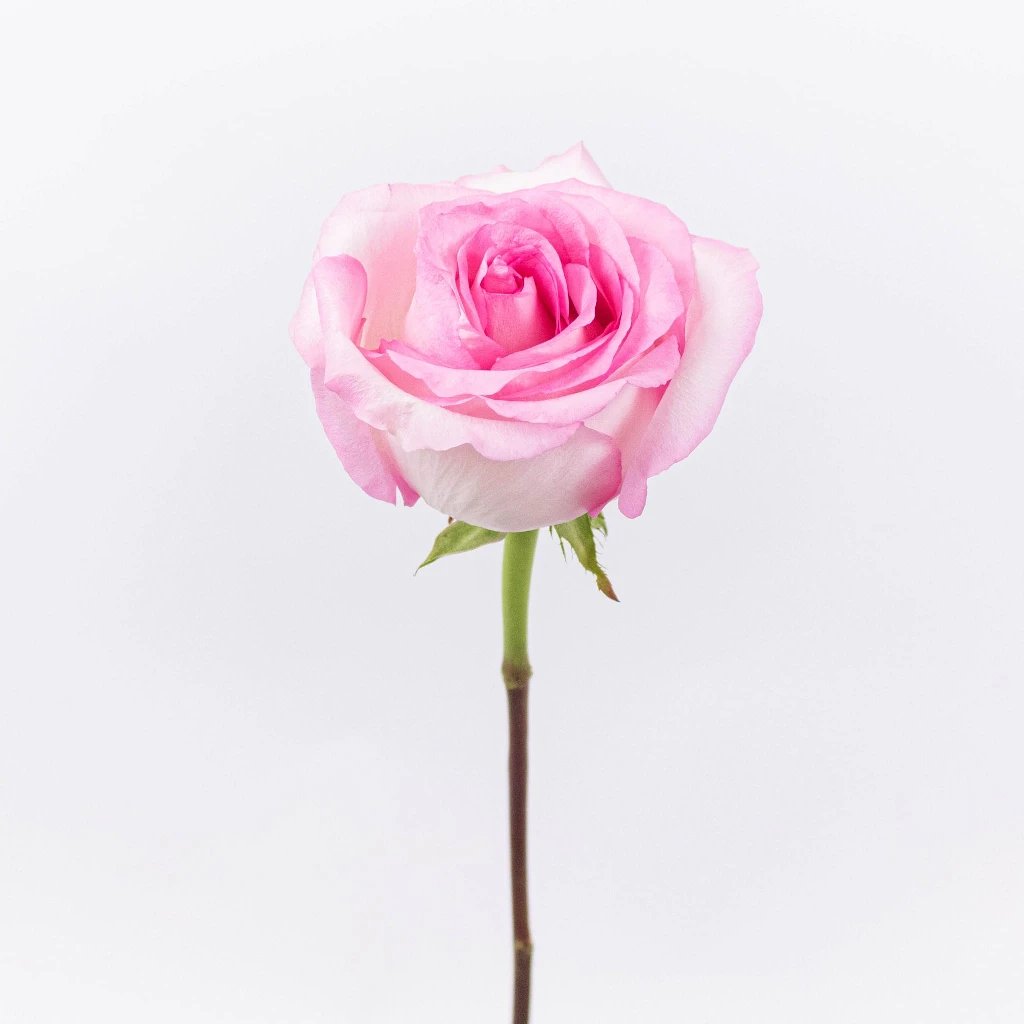 Mandala Pink Wholesale Rose