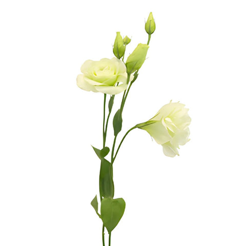 Mariachi Green Designer Lisianthus Wholesale Flower Stem