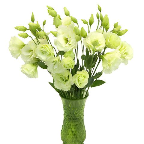 Mariachi Green Designer Lisianthus Wholesale Flower In a vase