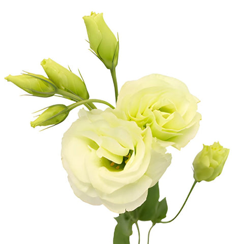 Mariachi Green Designer Lisianthus Wholesale Flower Bloom