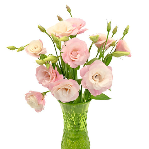 Mariachi Light Pink Lisianthus Wholesale Flower In a vase