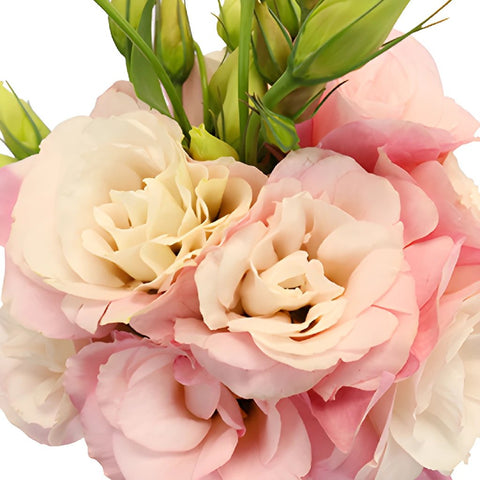 Buy Wholesale Light Pink Lisianthus Wedding Flowers in Bulk - Fifty...