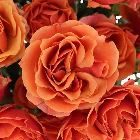 Marlene Dark Orange Spray Roses up close