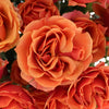 Antique Orange Petite Rose