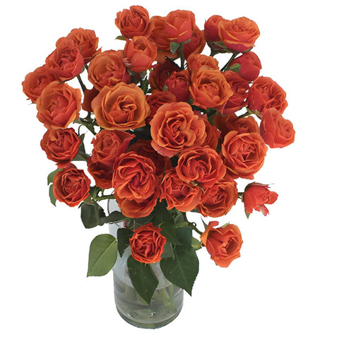 Marlene Dark Orange Spray Wholesale Roses In a vase
