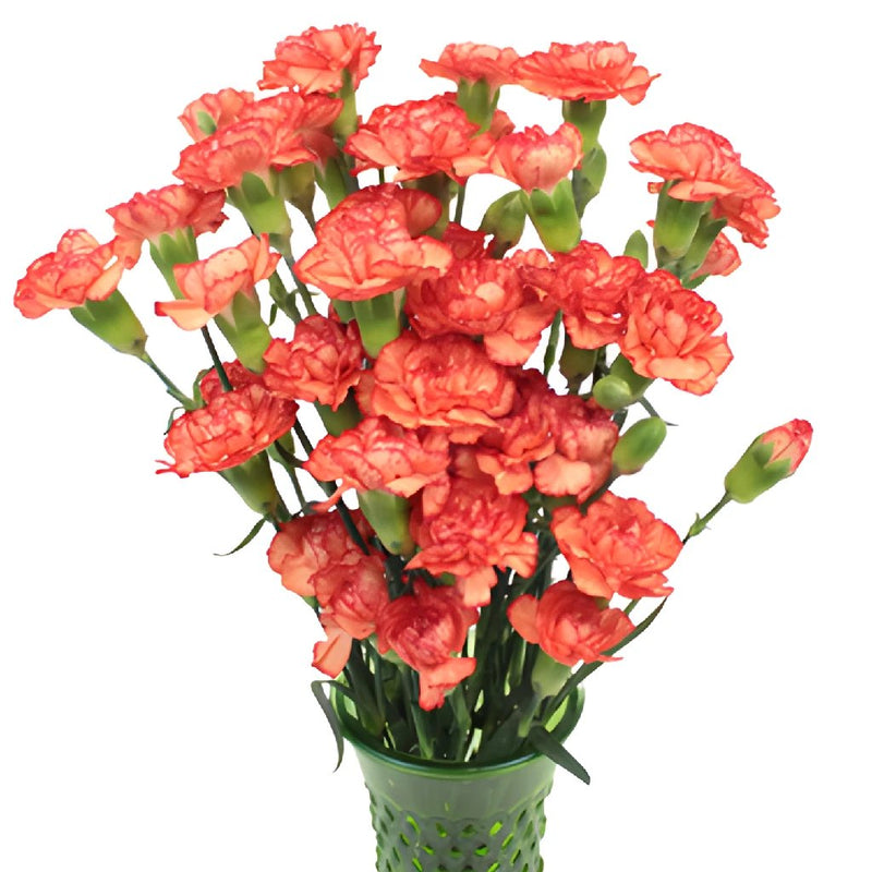Marmalade Orange Mini Carnation Flowers In a vase