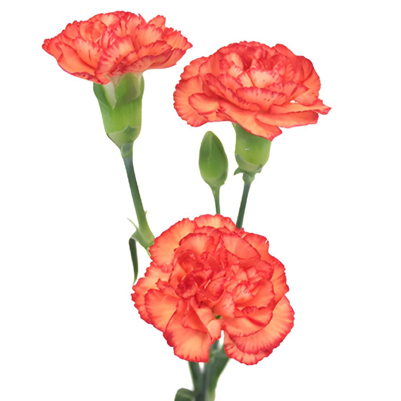 Marmalade Orange Mini Carnation Stem