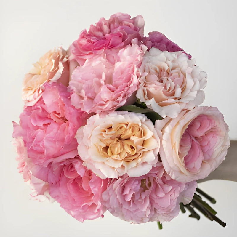 Fresh pink romantic garden roses for flower gifting