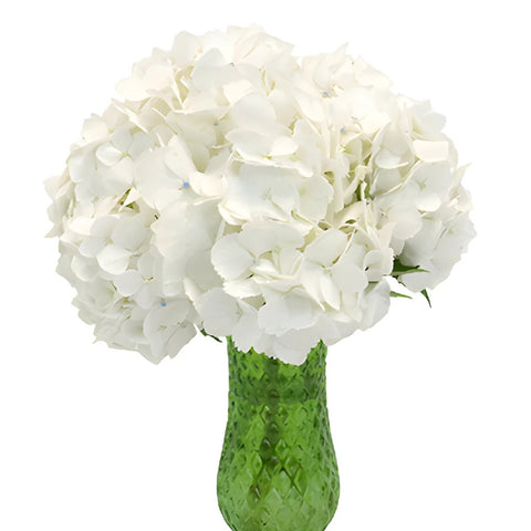White Medellin Hydrangea Wholesale Flower In a vase