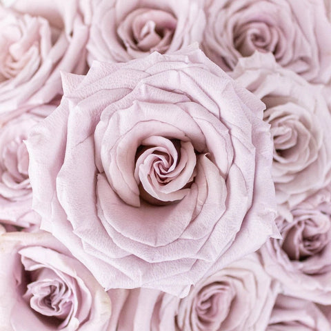 Menta Light Purple Roses Up Close