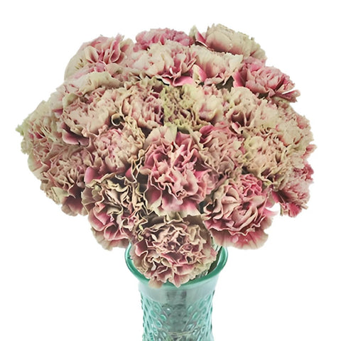Merletto Crimson Champagne and Wine Carnation Flowers In a vase