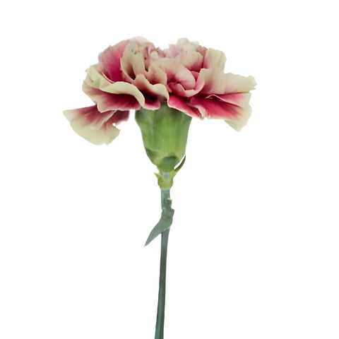Merletto Crimson Champagne and Wine Carnations side stem