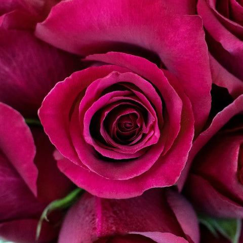 Merlot Red Valentines Roses Up Close