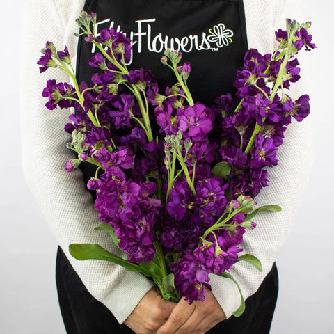 Midnight Purple Stock Flower Bunch in Hand
