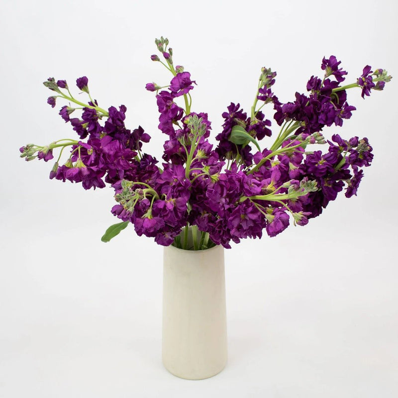 Midnight Purple Stock Flower Bunch in Vase