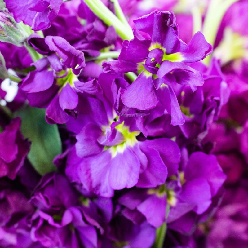 Midnight Purple Stock Flower Up Close