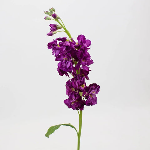 Midnight Purple Stock Flower Stem