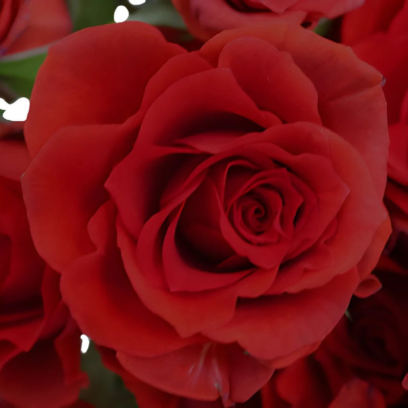 Mikado Light Red Spray Roses up close