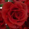Light Red Petite Roses