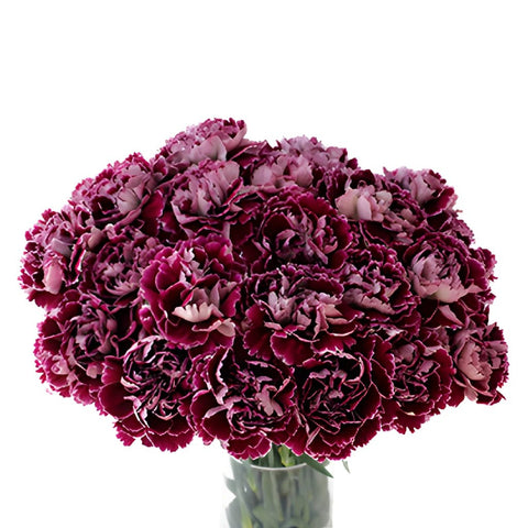 Minerva Purpleberry Carnation Flowers In a vase