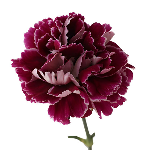Minerva Purpleberry Carnation Flower Bloom