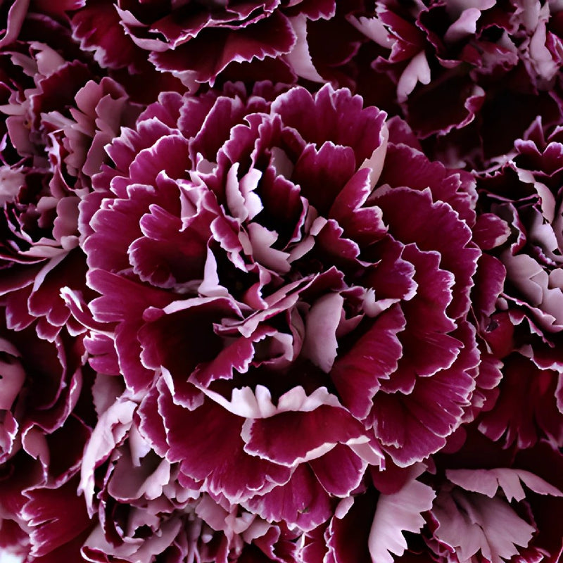 Minerva Purpleberry Wholesale Carnations Up close