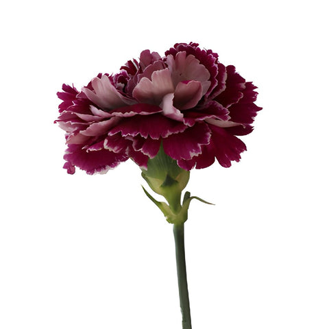 Minerva Purpleberry Carnations side stem