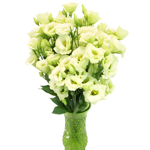 Mini Double Arena Green Lisianthus Wholesale Flower In a vase