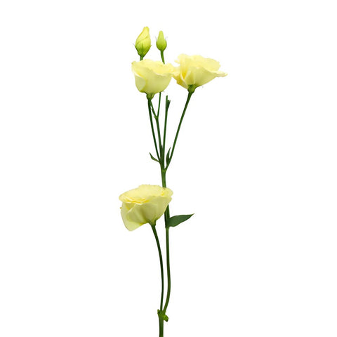 Mini Double Croma Yellow Lisianthus Wholesale Flower Stem