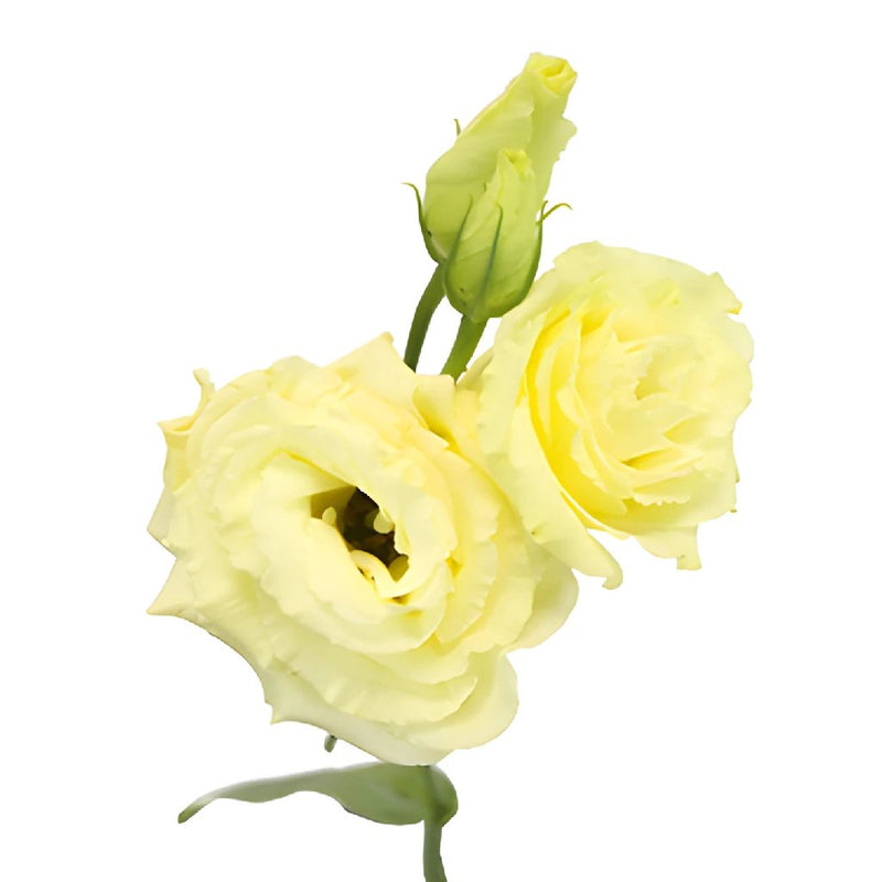 Mini Double Croma Yellow Lisianthus Wholesale Flower Bloom