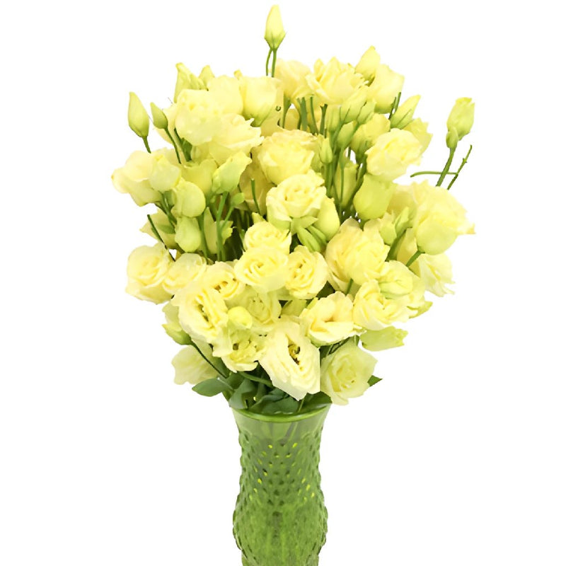 Mini Double Croma Yellow Lisianthus Wholesale Flower In a vase