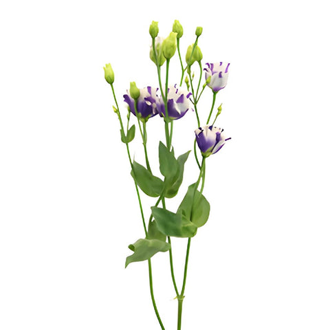 Mini Double Fleuralisa Blue Lisianthus Wholesale Flower Stem