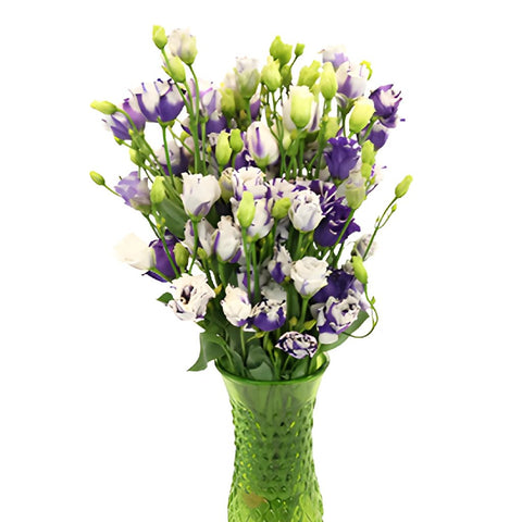 Mini Double Fleuralisa Blue Lisianthus Wholesale Flower In a vase
