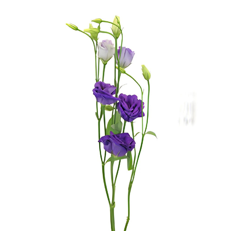 Mini Double Rosita Blue Lisianthus Wholesale Flower Stem