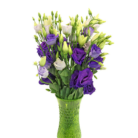 Mini Double Rosita Blue Lisianthus Wholesale Flower In a vase