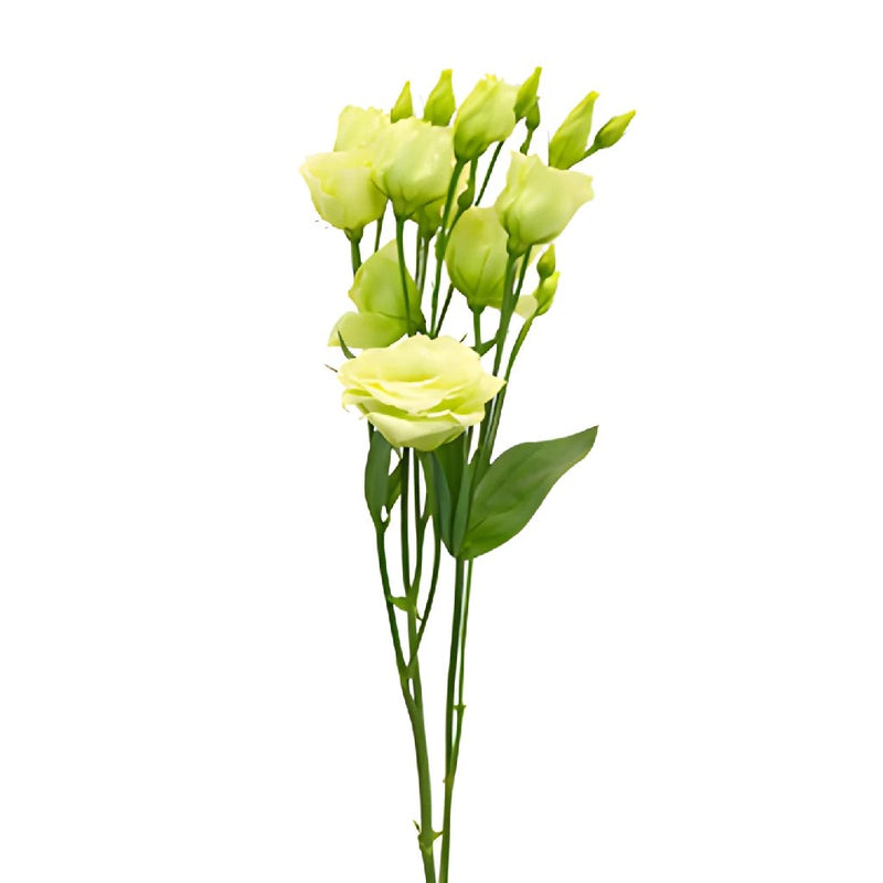Mini Double Rosita Green Lisianthus Wholesale Flower Stem