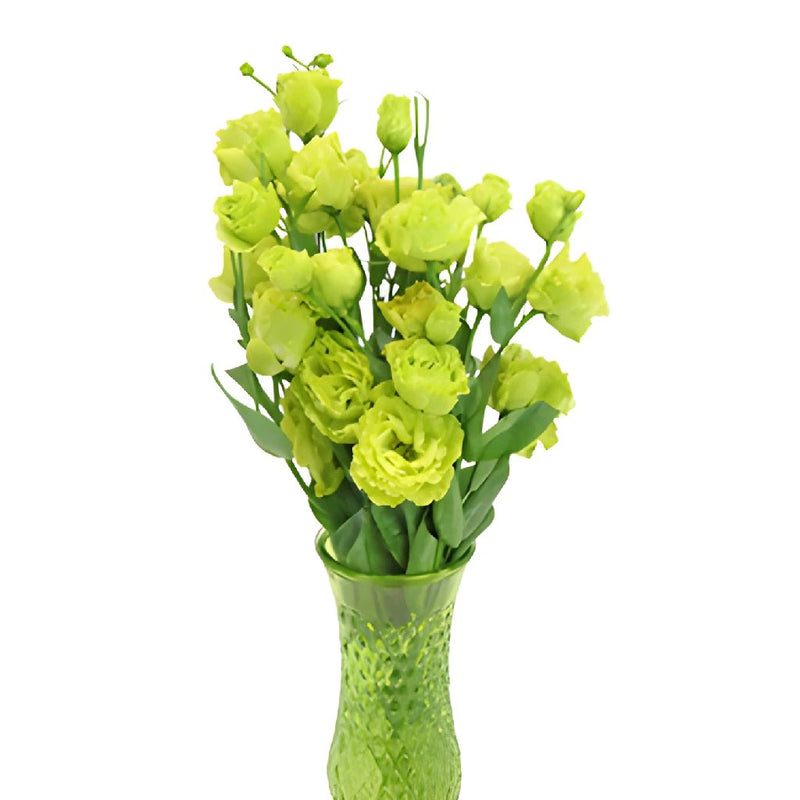 Mini Double Rosita Green Lisianthus Wholesale Flower In a vase