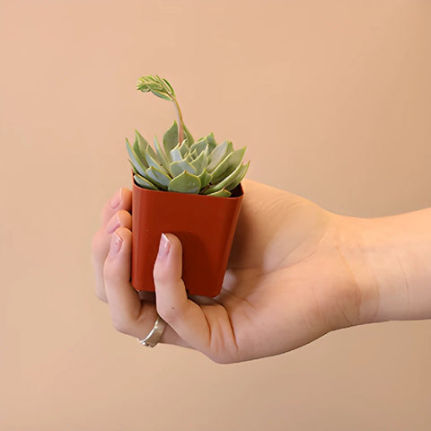 Farm Fresh Potted Mini Succulents For Your House